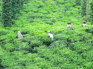 Darjeeling Sumgma BPS Teesorte 