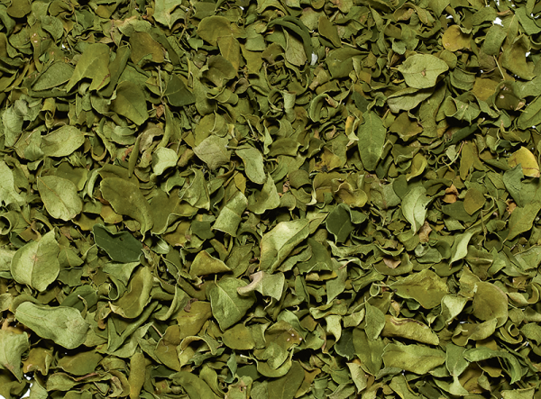 moringablätter teesorte tee monokräuter