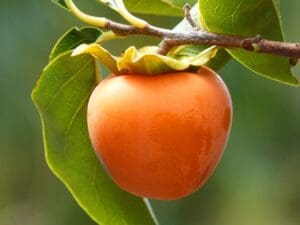 früchtetee persimone pfirsich kaki sharon teesorte tee früchtemix eistee
