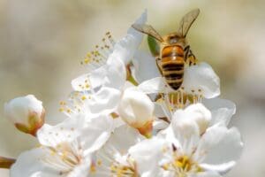 Kräutertee Manuka Honig mit Salbei teesorte tee tea biene erkältungstee