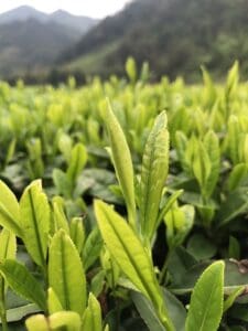 Assam Hathikuli GFBOP teesorte schwarztee tee biotee