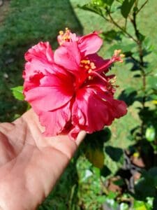 Früchtetee Beerenschmaus teesorte tee hibiskus blüte