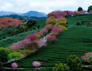 Japan Uji Houjicha Sumire teeplantage japan teesorte tee grüntee