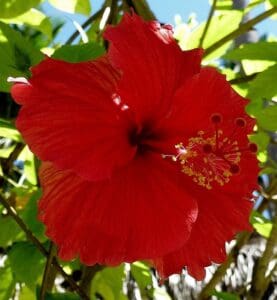 kräutertee apoyar hibiskus teesorte abnehmtee südamerika