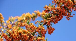 Früchtetee Früchtekörbchen sanddornbeere teesorte tee