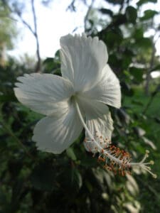 früchtetee MuTiger teesorte tee weißer hibiskus hibiskusblüte