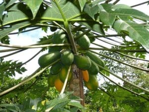 Kräutertee Frauenpower papaya teesorte tee