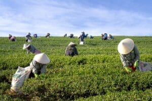 Oolong Rainforest Tam Duong teesorte tee blauer tee vietnam