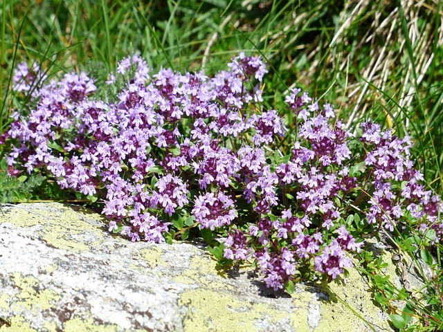 Bergthymian teesorte tee