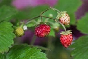 Früchtetee regenwald mangoblätter teesorte walderdbeeren tee