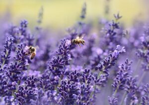 schwarztee himbeer lavendel teesorte tee