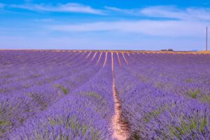 Früchtetee Lavendelfeld lavendel tee teesorte 