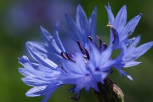 Kräutertee Scharfe Malve teesorte kornblumen tee