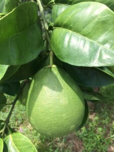 grüntee meisterstück pomelo teesorte tee