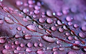 lila blatt lila teeblatt purple tea teesorte 