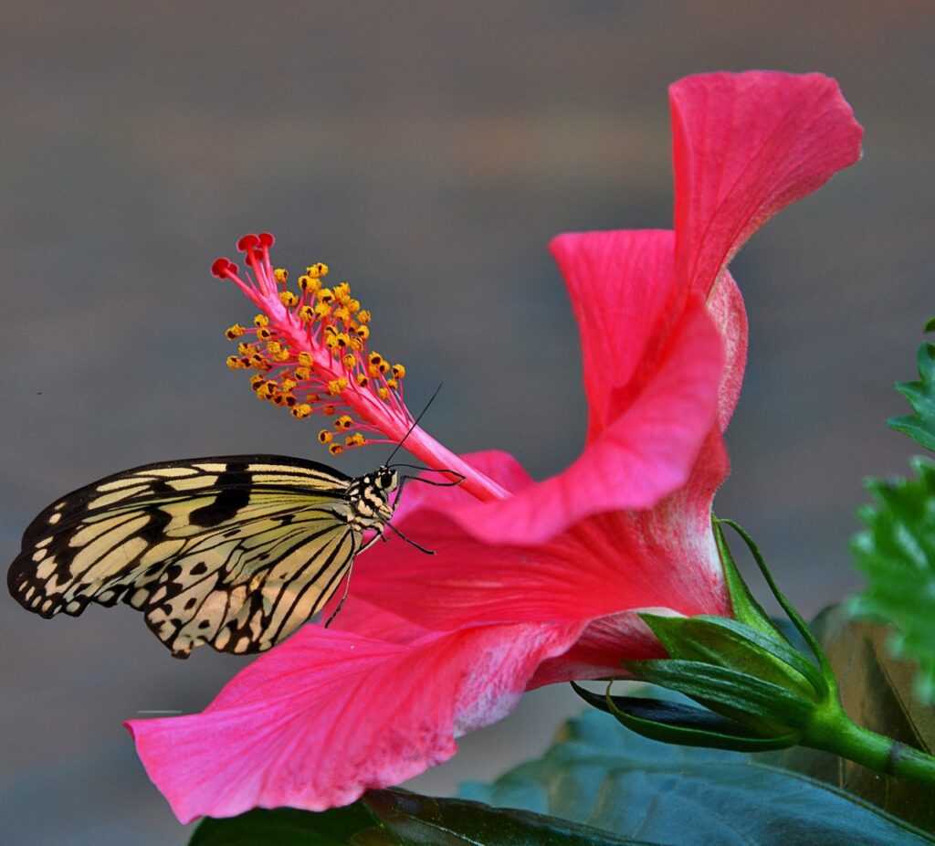 Hibiskus mit gelb-schwarzem Schmetterling.