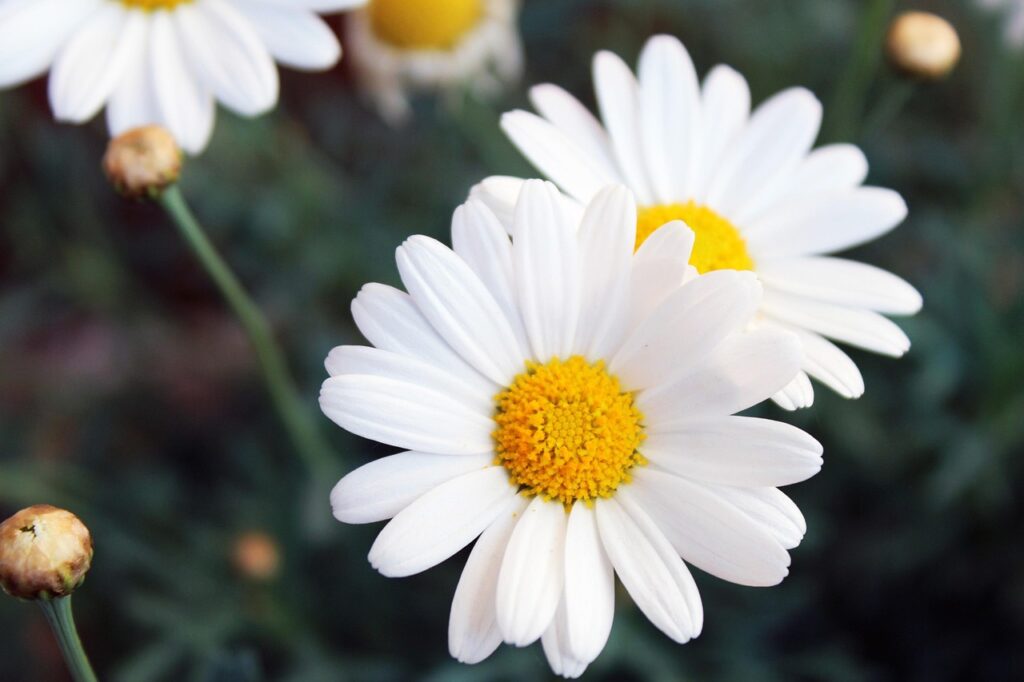 Nahaufnahme einer Kamillenblüte für Kräutertee Magentee