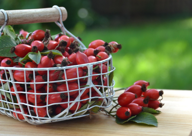 Frische Hagebutten im Drahtkoerbchen in der Natur für Früchtetee WurzelPurzel