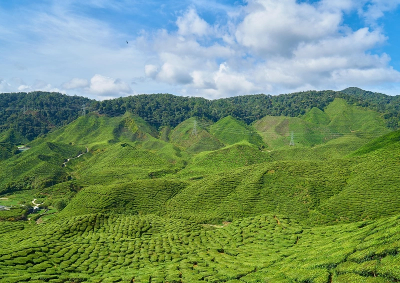 Assam Budla Beta Teeplantage Naturaufnahme
