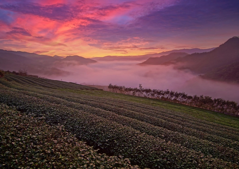 Assam Clonal Mokalbari in Abendstimmung.