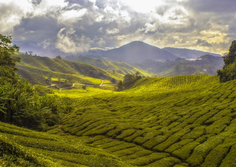 Assam Margherita Teeplantage mit Bepflanzung und Bergen.
