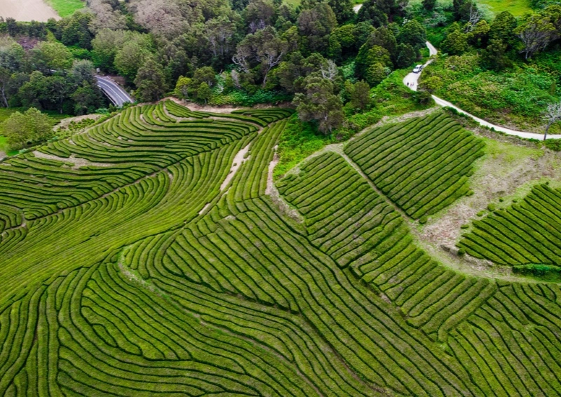 Assam Mijicajan GBOP Plantage in Vogelperspektive