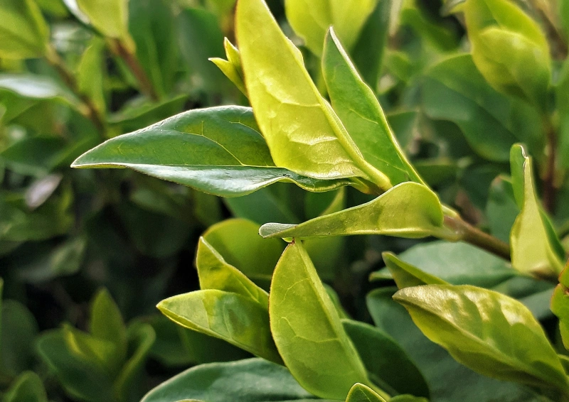 Assam Orthodoxe Tees eine Nahmaufnahme der Teepflanze Camellia sinensis für Assam Tee.