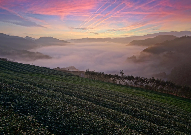 Assam Raja Teeplantage in der Morgenroete