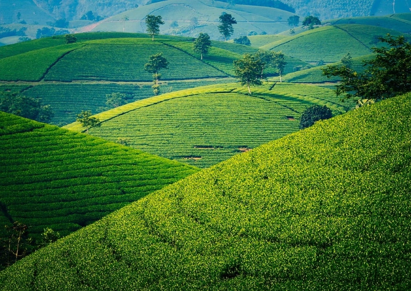 Ceylon Ratnapura FOP Special Teefeld.