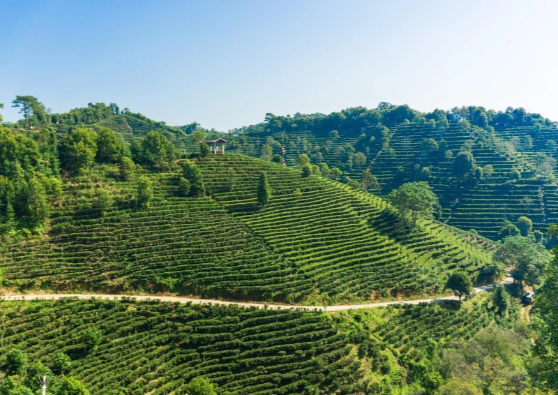 Teeweg auf einer Teeplantage in Yunnan.