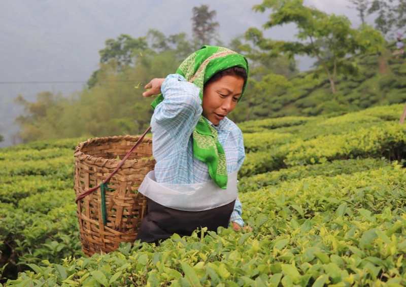 Darjeeling Aloobari SFTGFOP wird gerade gepflückt.