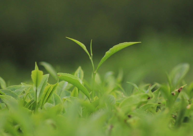 Darjeeling Glenburn FTGFOP1 Teefeld in der Natur.