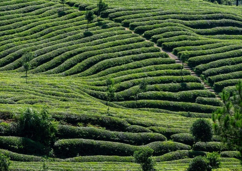 Darjeeling Happy Valley Blick über das Teeefeld.