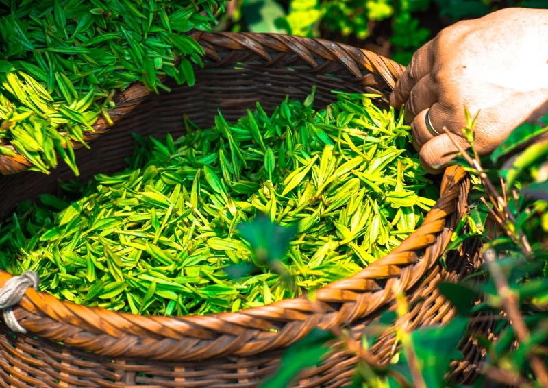 Darjeeling Namring FTGFOP1 frisch geplückter Tee