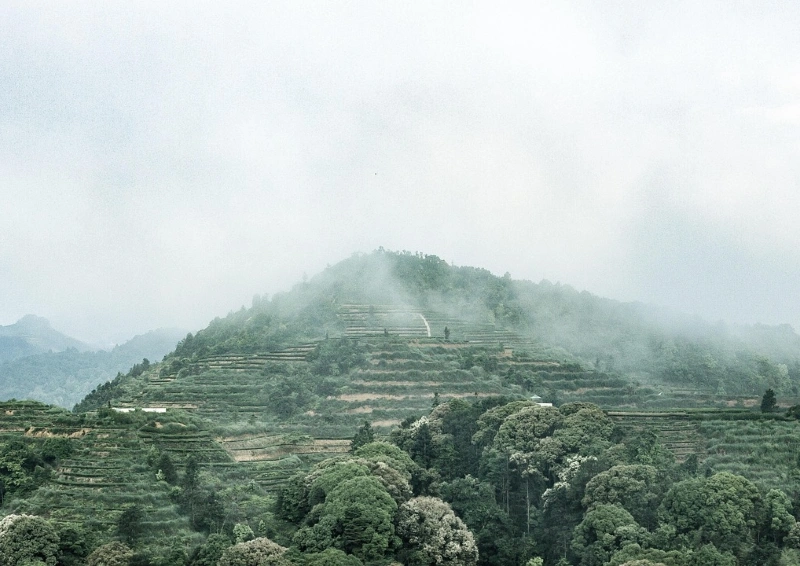 Darjeeling Sungma TGFOP1 nebelverhangener Berg