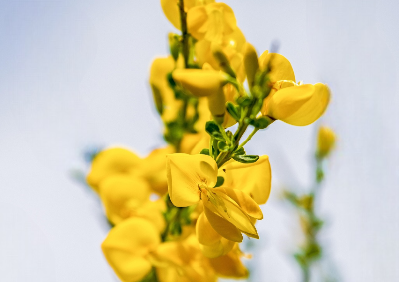 Honeybosh tee gelbe Blüte des Honigbusch in Nahaufnahme