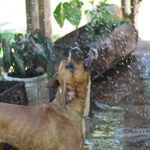Hundetee Wauzi´s Immu Booster, nasser Boxer fängt Regentropfen ein, südländische Umgebung, natürliche und lebendige Stimmung