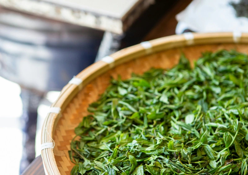 Japan Fukamushi Cha Shizuoka, frisch gepflückt.