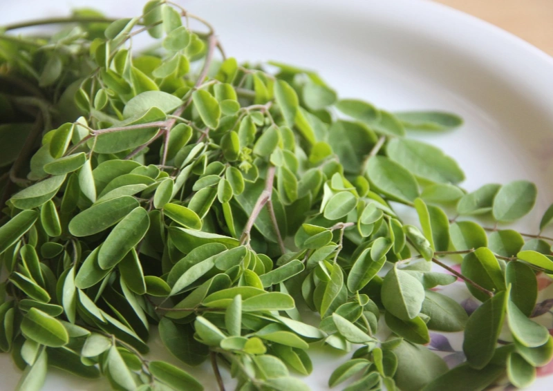 Kräutertee Moringatee aus frischen Moringablättern