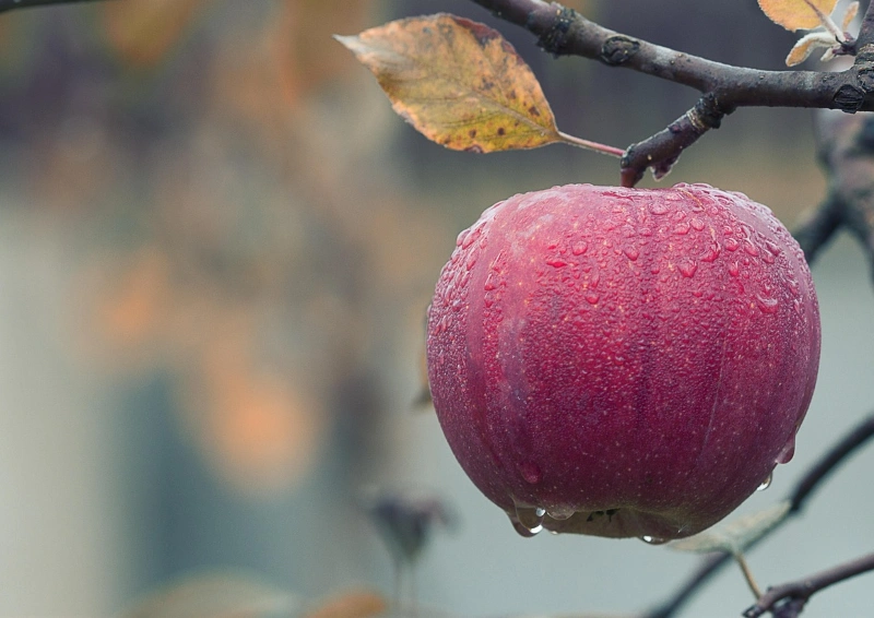 Nahaufnahme Apfel am Baum im Morgentau für Früchtetee Frucht Top