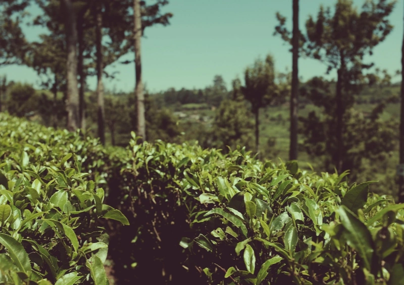 Ceylon Ahinsa OP k.b.A. Teeplantage mit Teebüschen