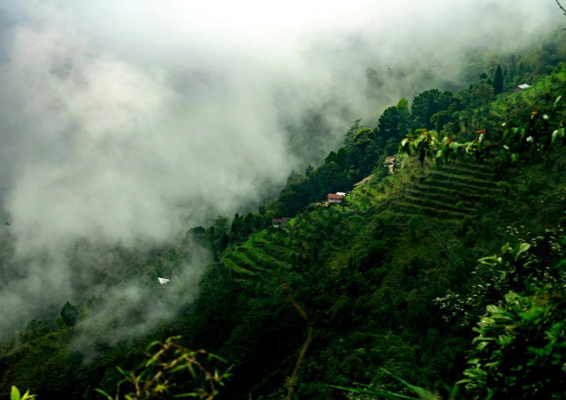 Ceylon Needwood UVA Hochland Blick ins Nebeltal.