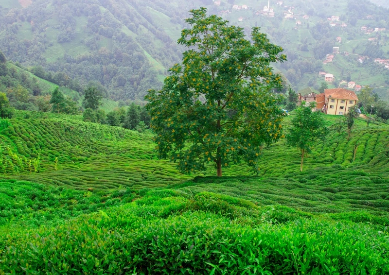 China Bai Maojian Teefeld mit einem grossen Baum.
