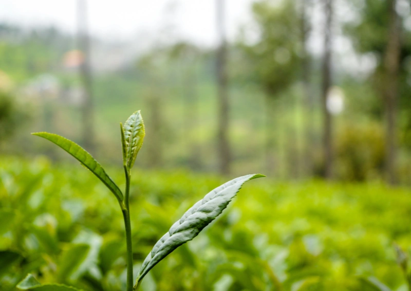 China Dao Ren Feng Superior Teeplantage, Teeblatt.