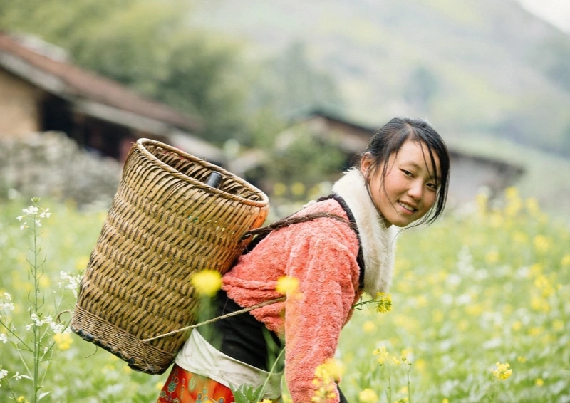China Golden Yunnan Teepflückerin mit Korb.