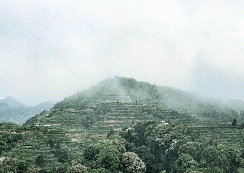 China Keemun Congou vernebelte Teeanpflanzung