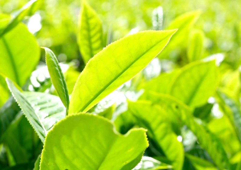 China Oolong White Downy Longkou Teeblätter auf em Feld.