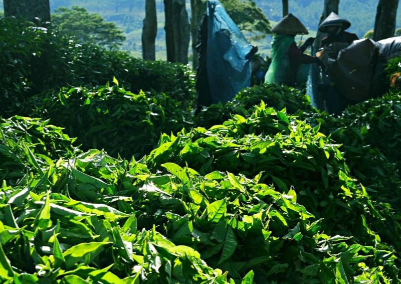 China Xiang Cha wird frisch getrocknet.