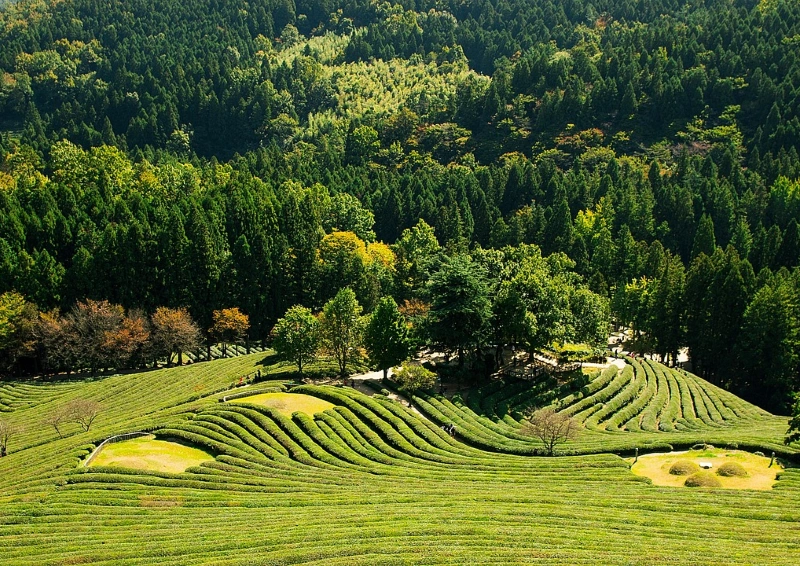 China Yanxian Special Blick über die Teeplantage.