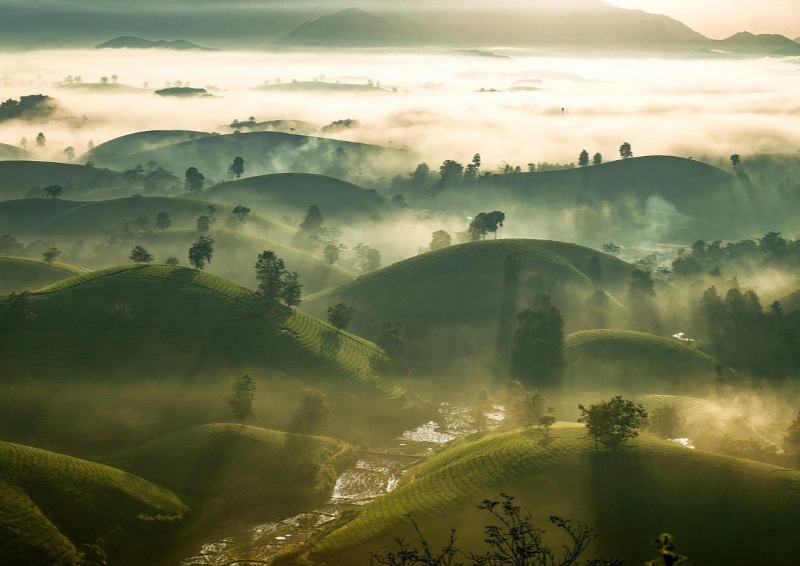 Überblick über ein Yunnan Teefeld mit nebligen Hügeln.